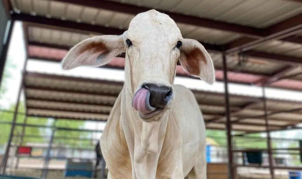 Cows