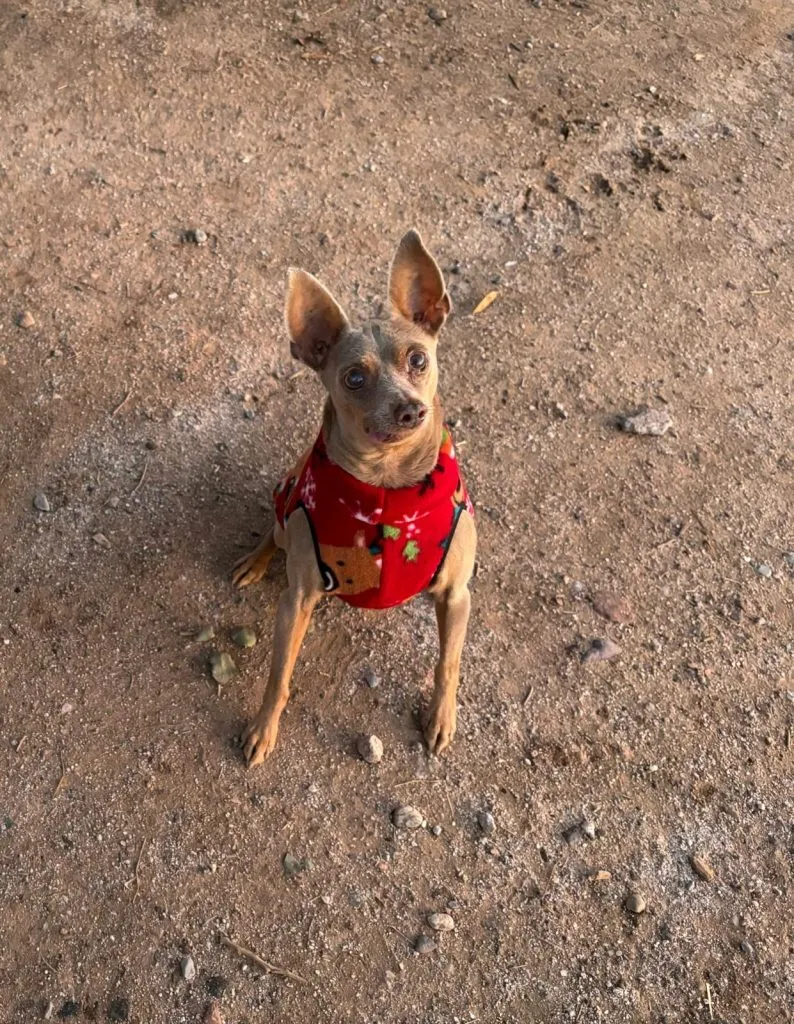 Dingo