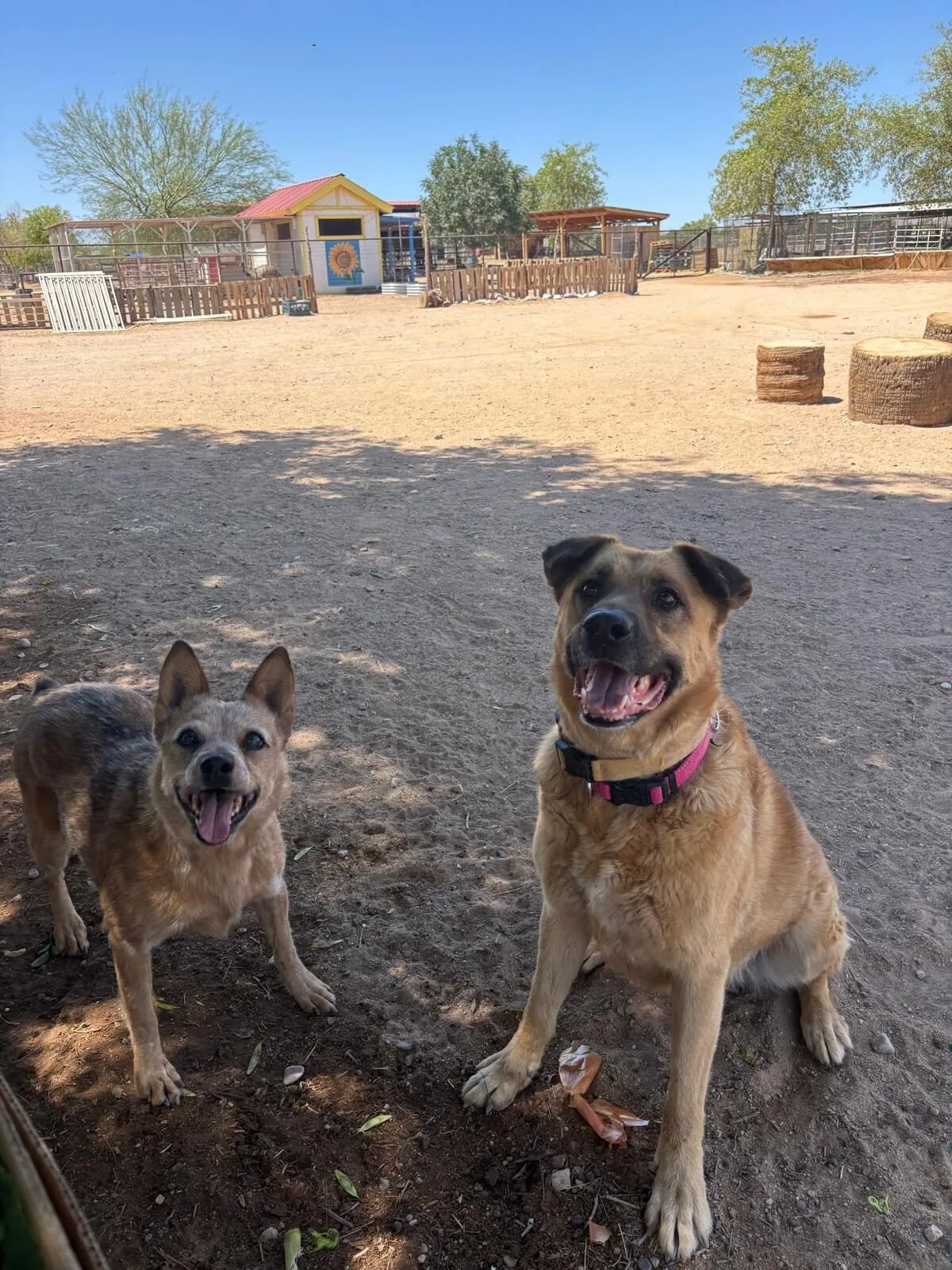 Dogs at the sanctuary, moment 1