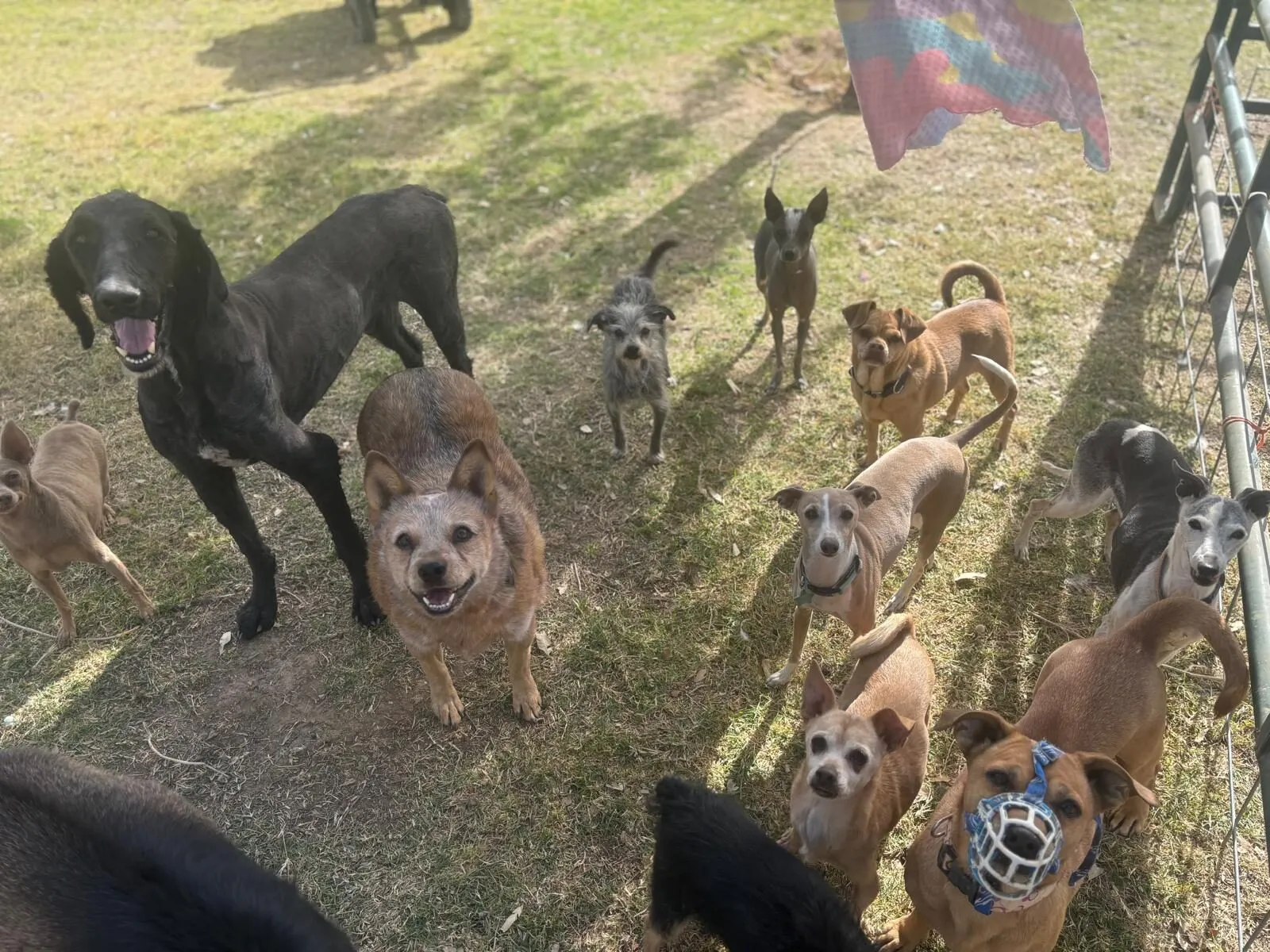 Dogs at the sanctuary, moment 2