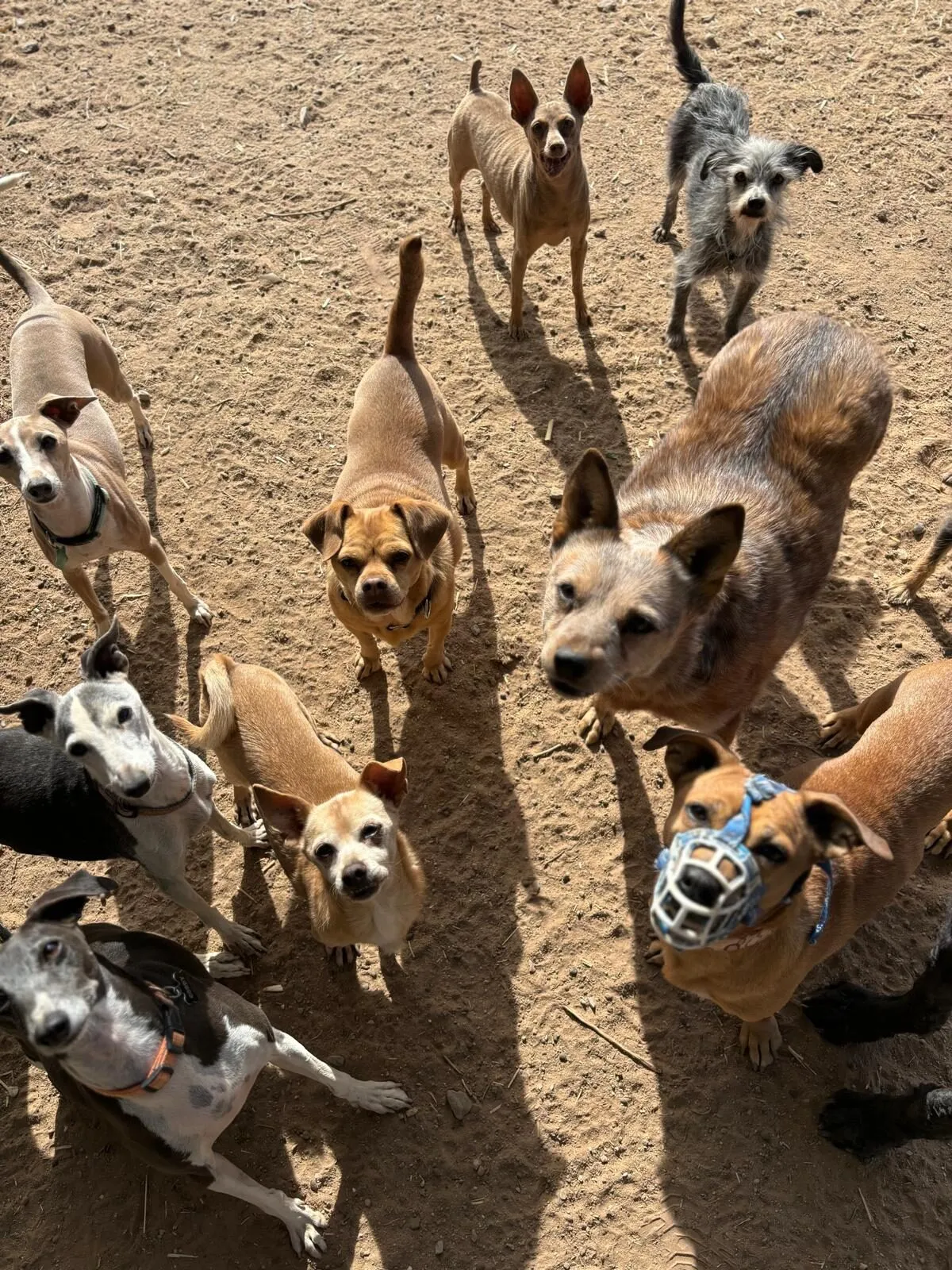 Dogs at the sanctuary, moment 3