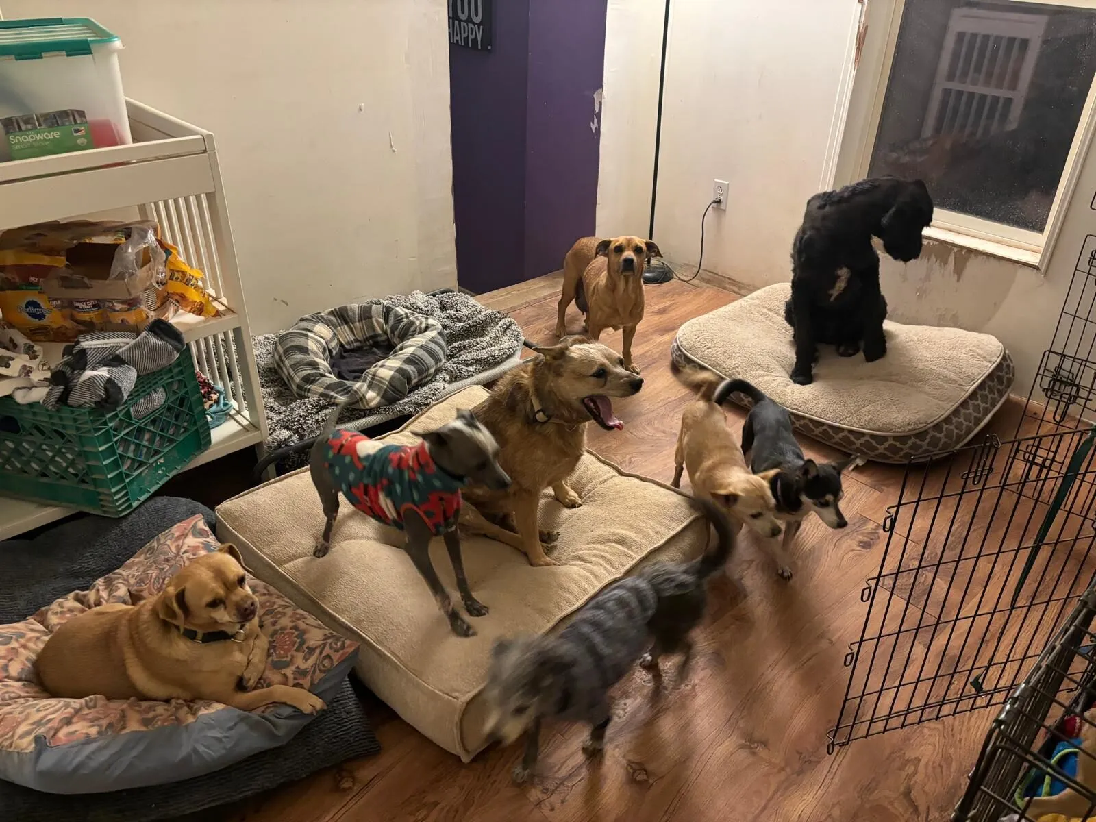 Dogs at the sanctuary, moment 4