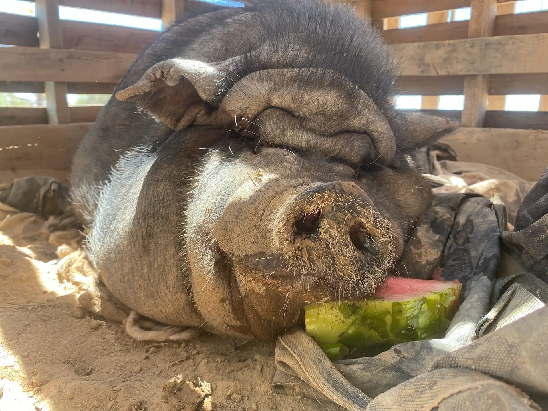 Dora the Pig