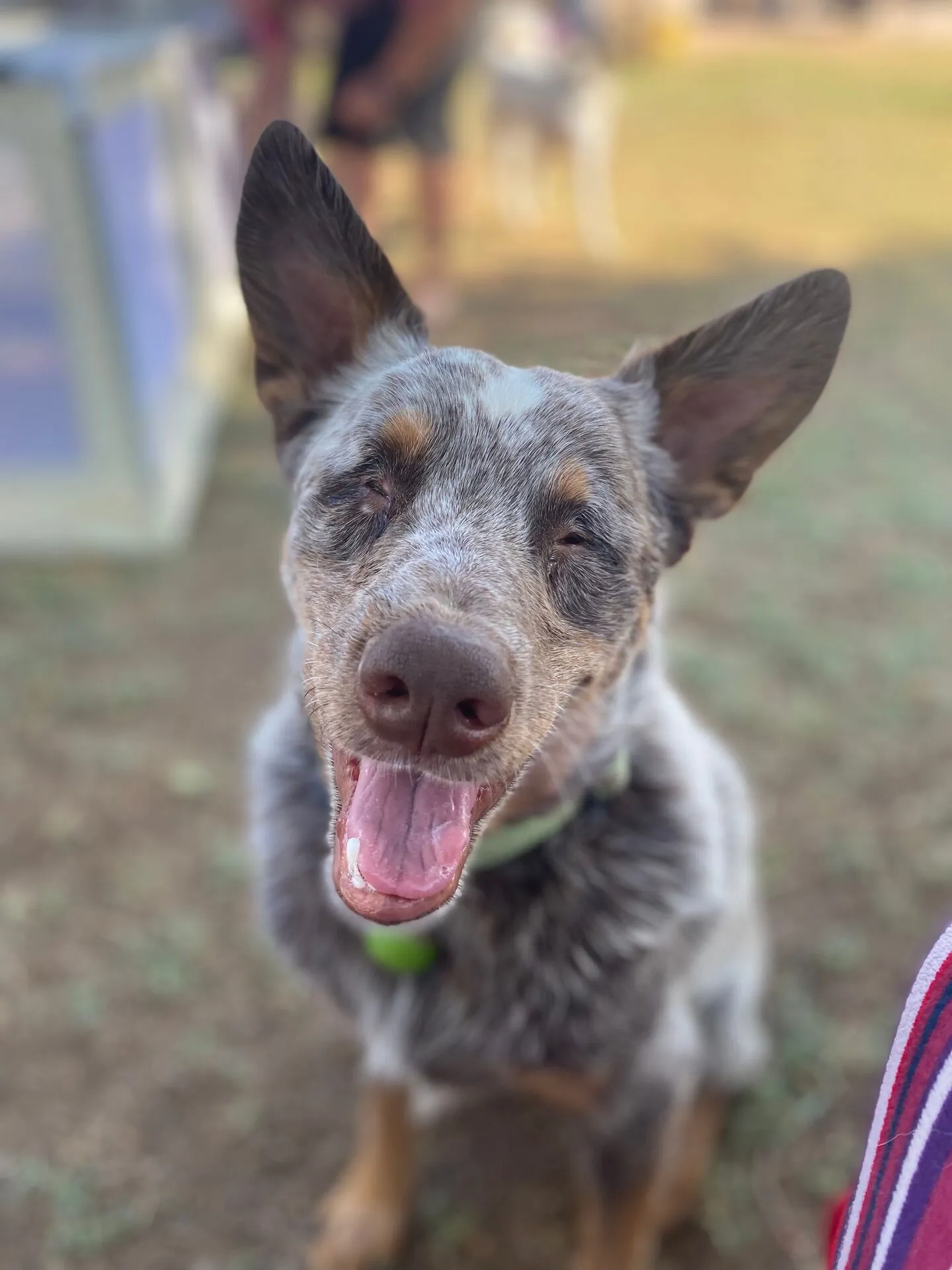Finn the Dog