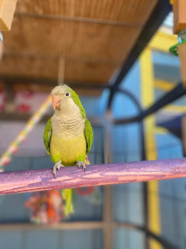 Kiwi