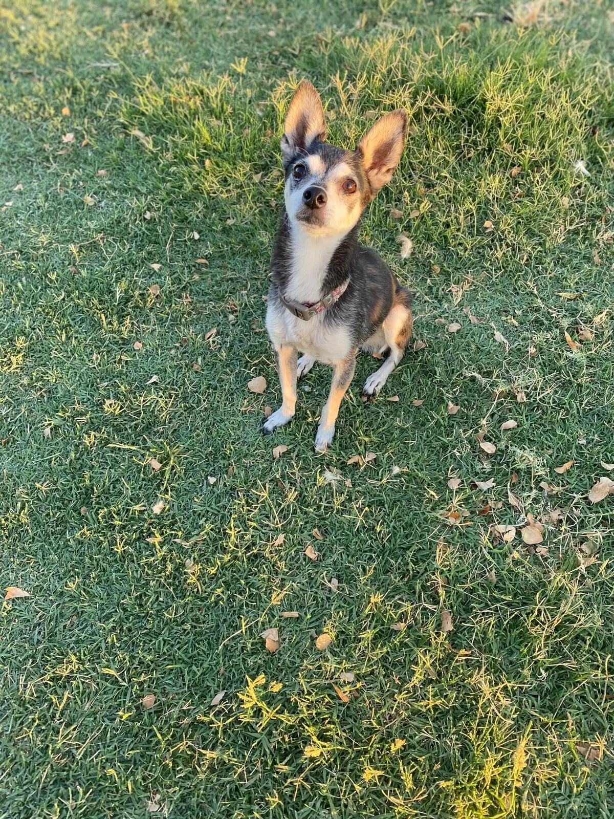 Lulu
