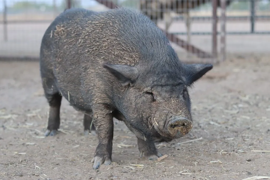 Oink