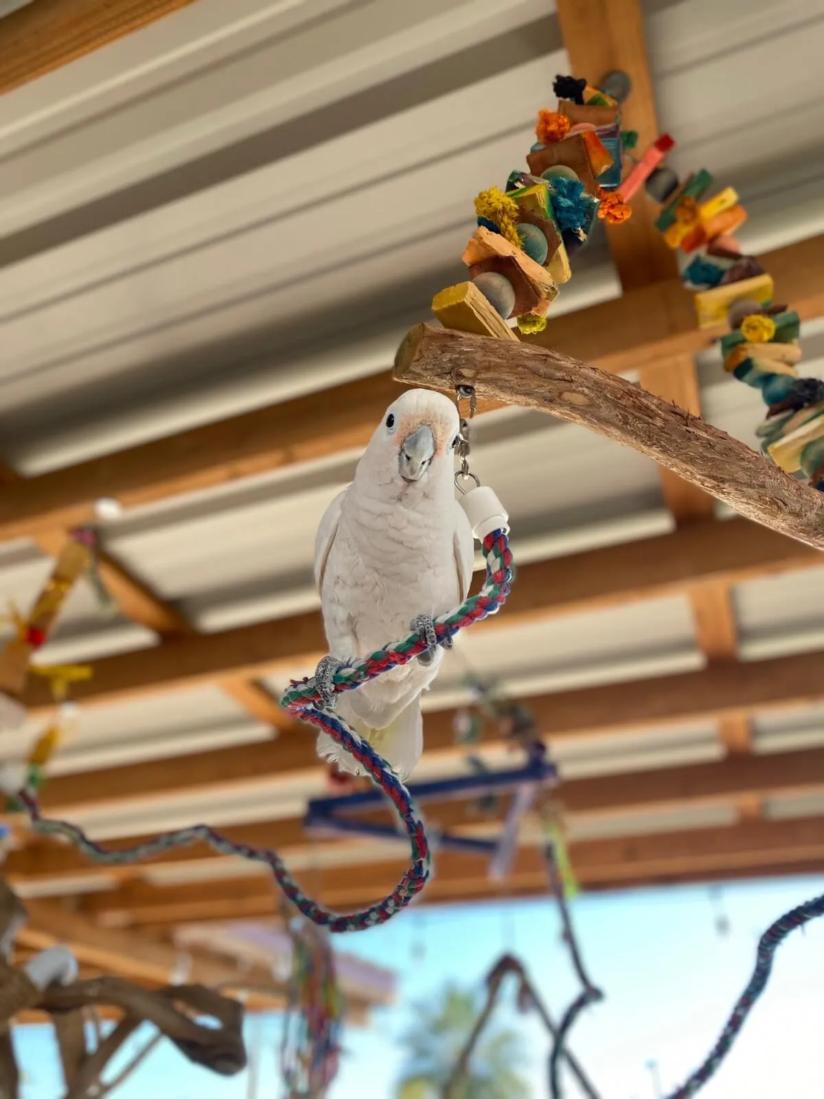 Birds