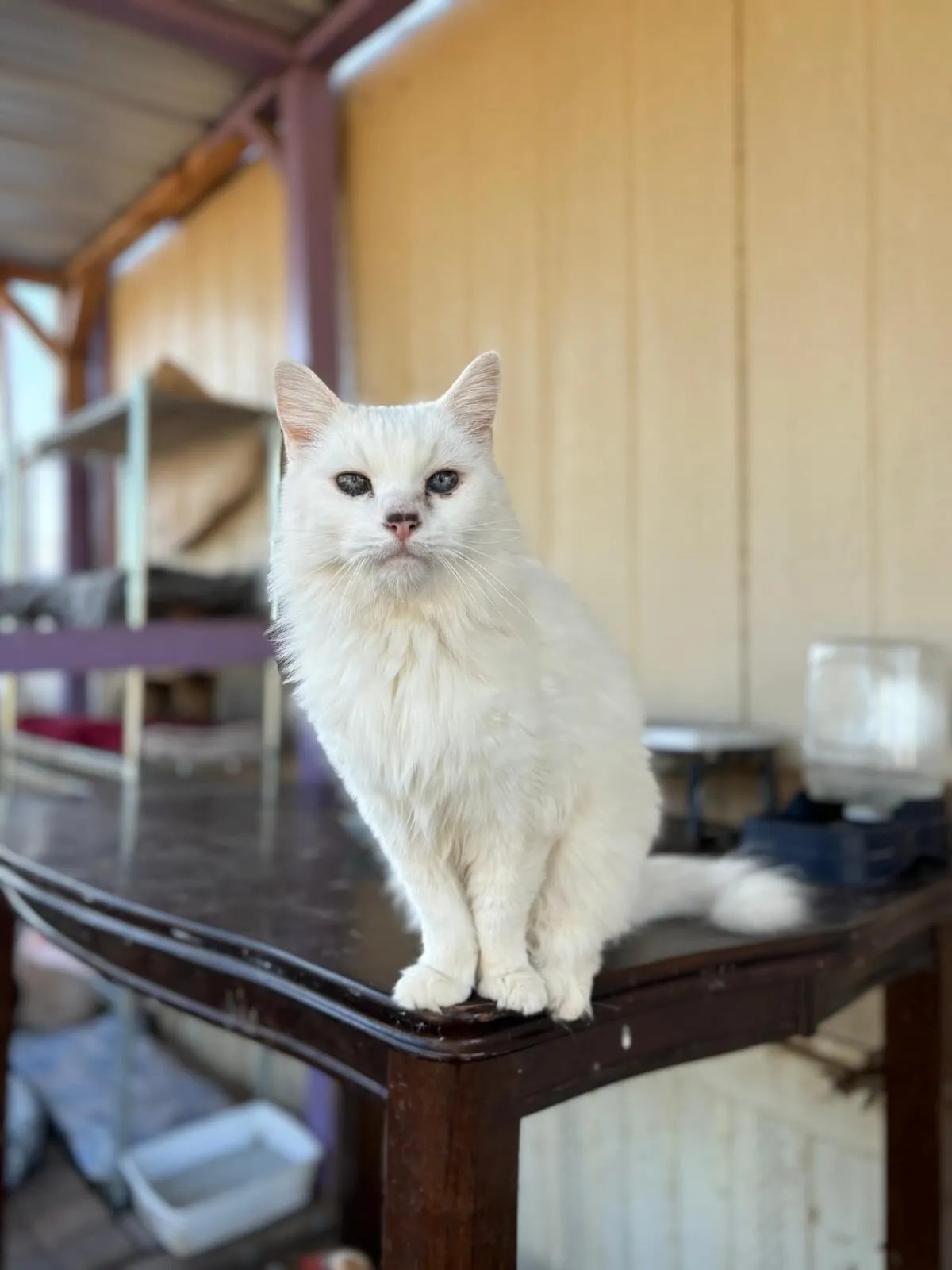 Cats