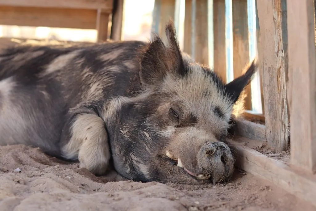 Pigs