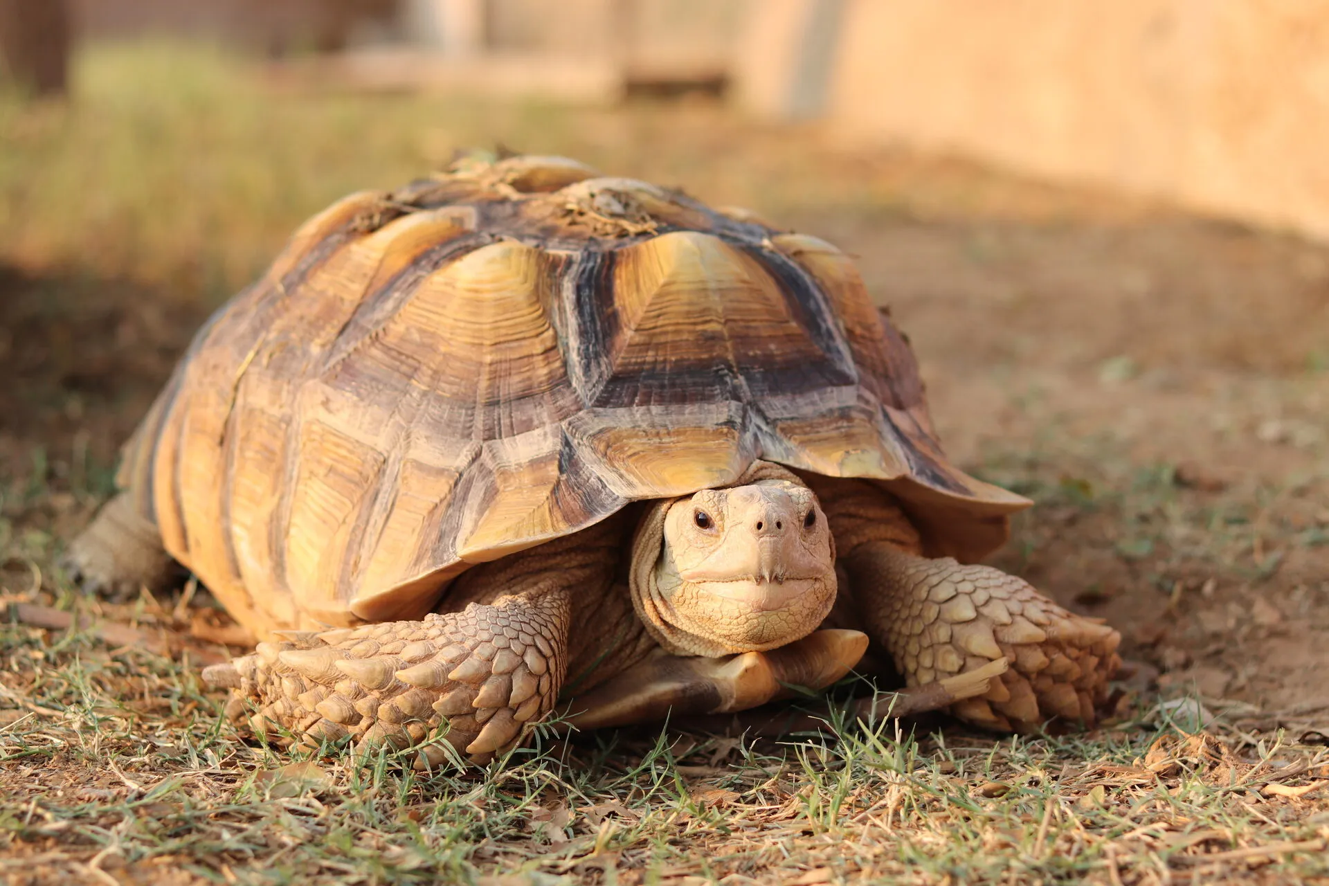Reptiles