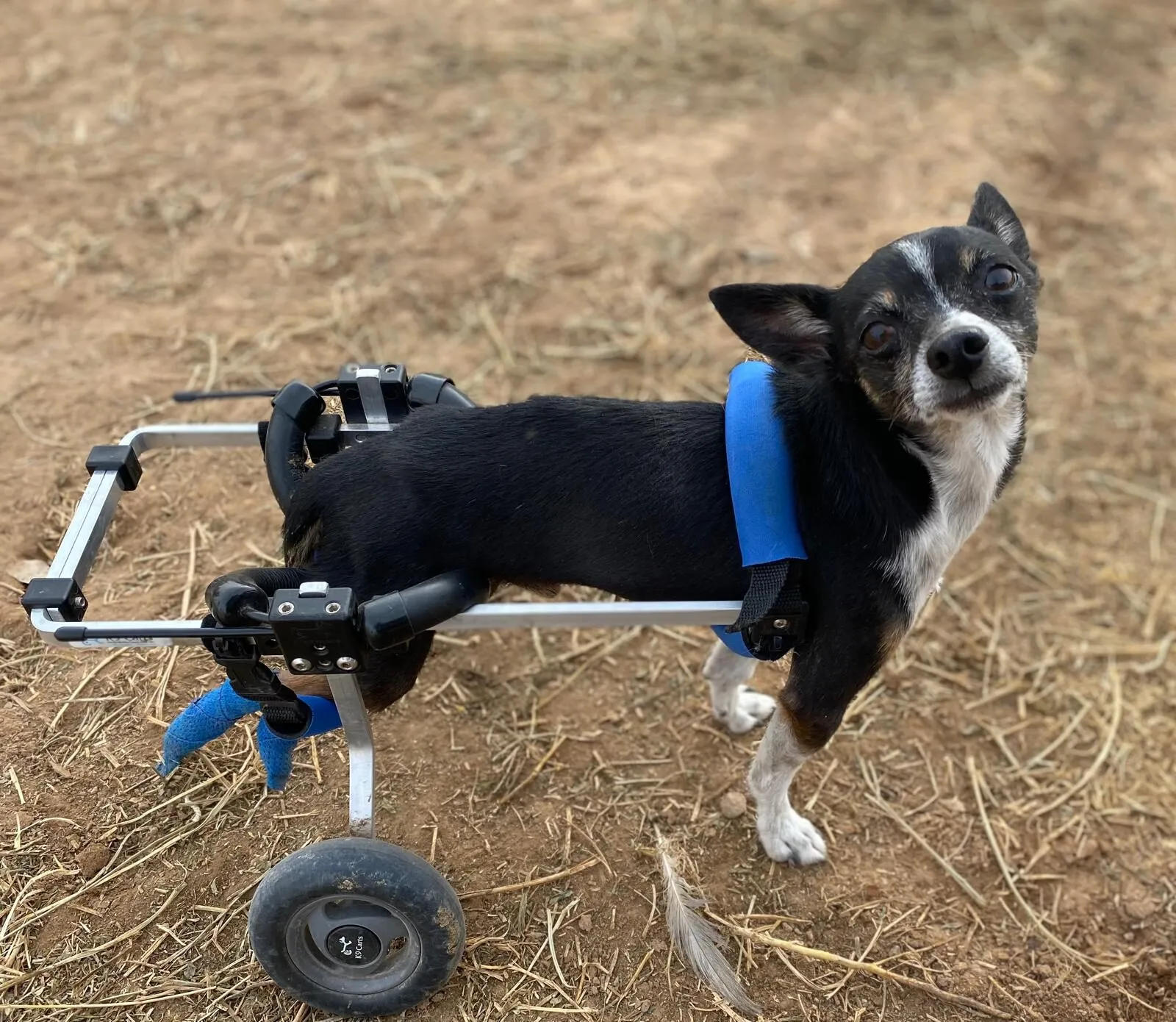 Walle