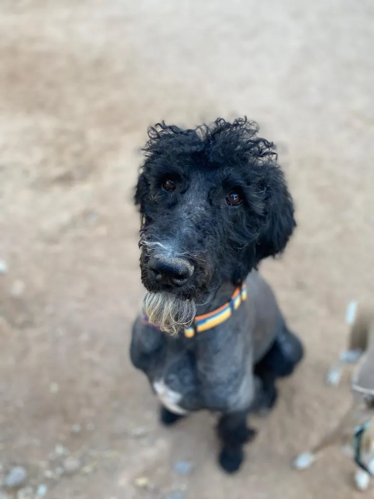 Zeus